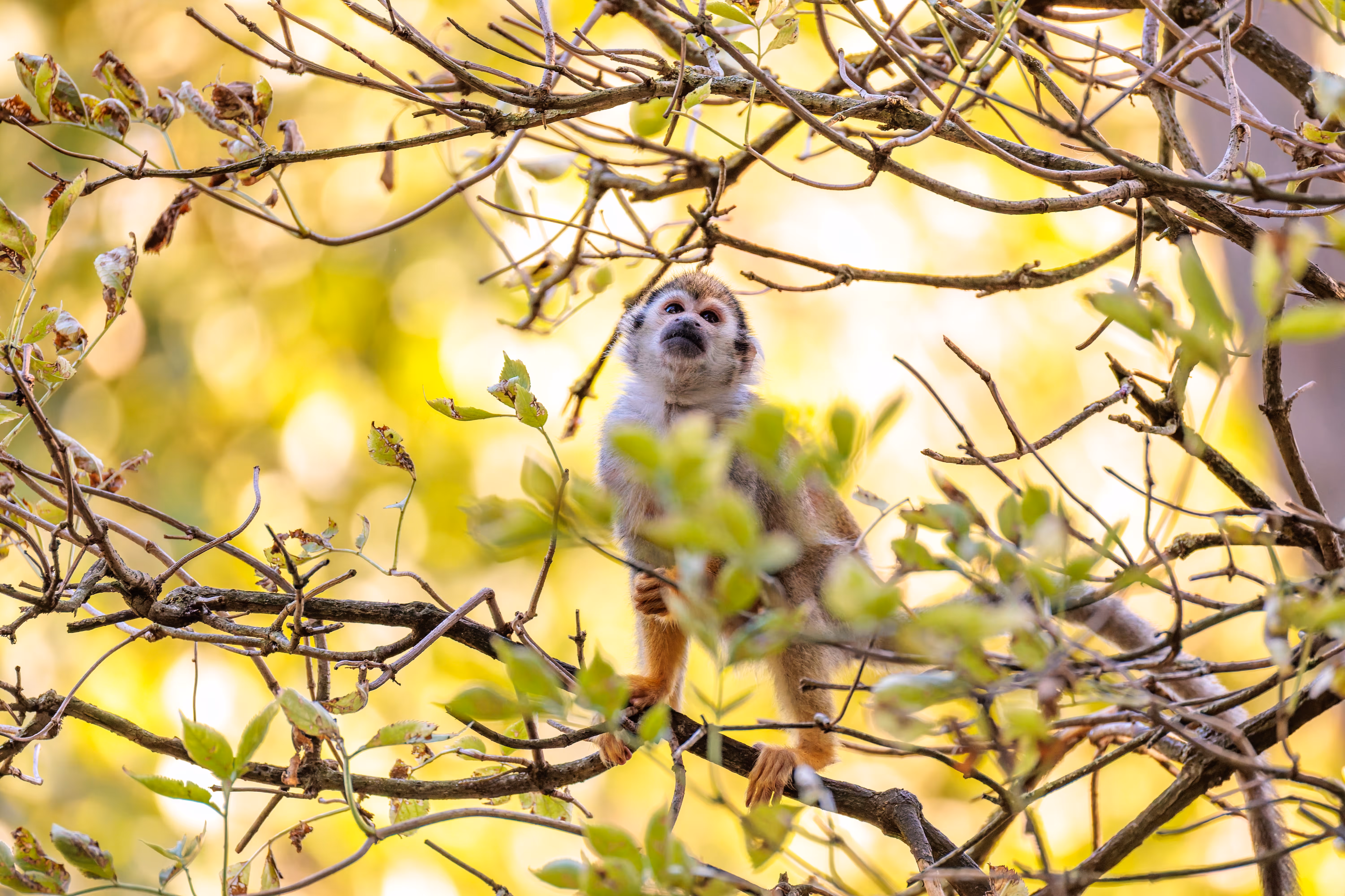 "Grüner" Zoo Prag - August 2025
